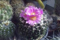 1_Ariocarpus-fissuratus-v.hintonii-1