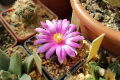1_Ariocarpus-fissuratus-v.hintonii