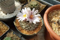 1_Ariocarpus-kotschoubeyanus-v.albiflorus