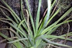 1_aloe-bowiae