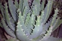1_aloe-breviflora