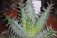 1_aloe-erinacea