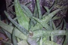 1_aloe-fragilis