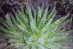 1_aloe-haworthioides