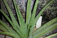 1_aloe-perrieri