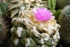 1_ariocarpus-fissuratus