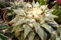 1_ariocarpus-retusus