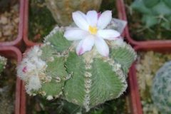 1_aztekium-ritteri-2