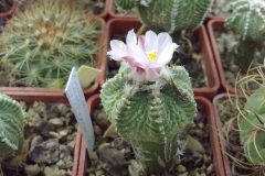 1_aztekium-ritteri-PP-566-RAYONES-NL