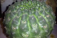 1_euphorbia-gymnocalycioides