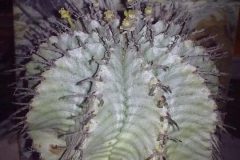 1_euphorbia-horrida
