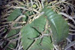 1_euphorbia-meloformis