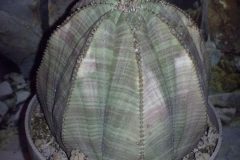 1_euphorbia-obesa