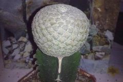 1_euphorbia-piscidermis