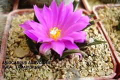 ariocarpus-agavoides