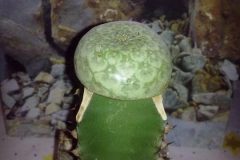 euphorbia-turbiniformis-jedna-z-najvzacnejsích-euphorbii